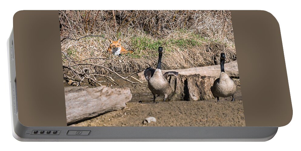 Heron Heaven Portable Battery Charger featuring the photograph Fox Watch by Ed Peterson
