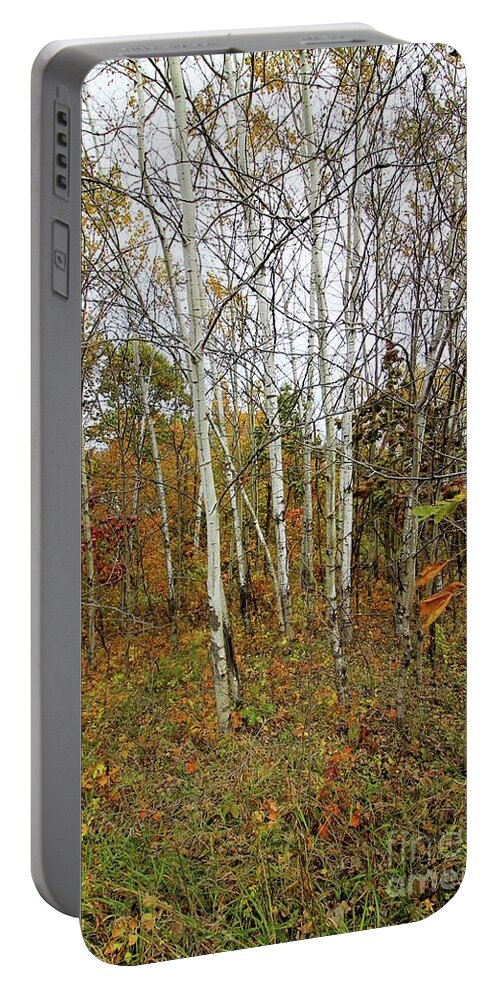 Birch Portable Battery Charger featuring the photograph Frontenac State Park Birch Trees by Jimmy Ostgard