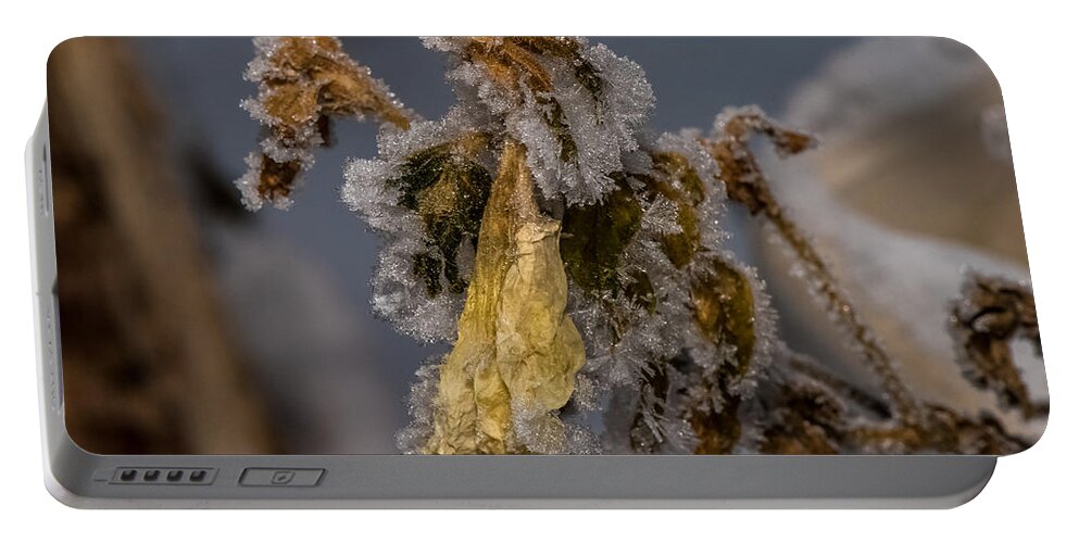 Frosted Rose Portable Battery Charger featuring the photograph Frosted Rose by Paul Freidlund