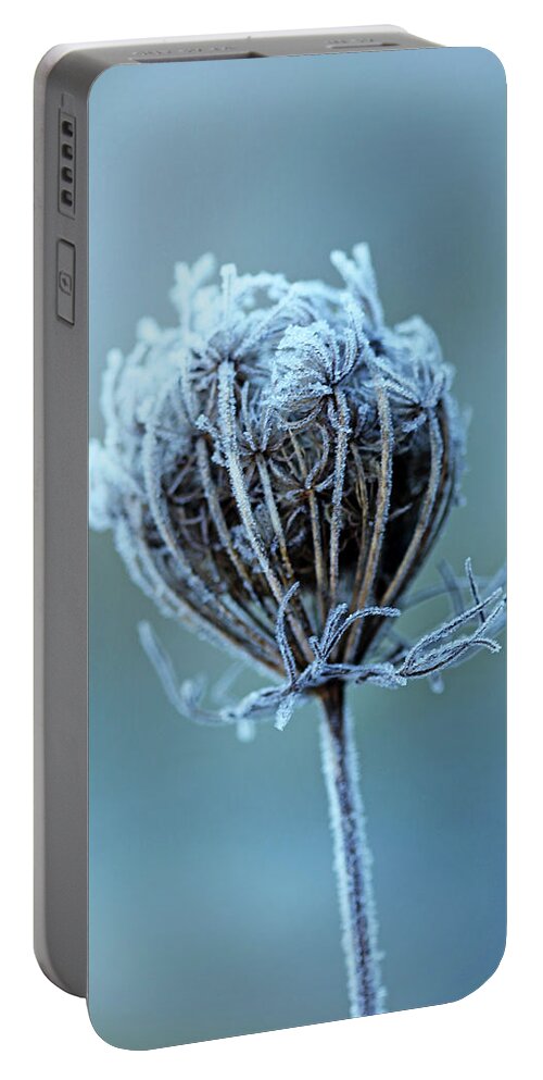 Queen Anne's Lace Portable Battery Charger featuring the photograph Frosty Blue by Debbie Oppermann