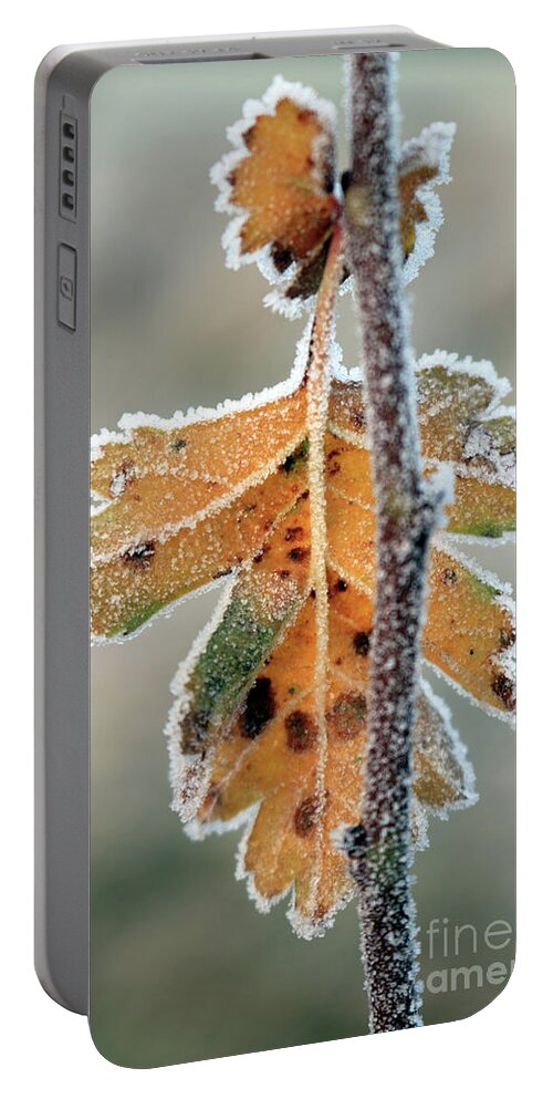 Winter Morning Frost Frosty Leaf Portable Battery Charger featuring the photograph Frosty leaf by Julia Gavin