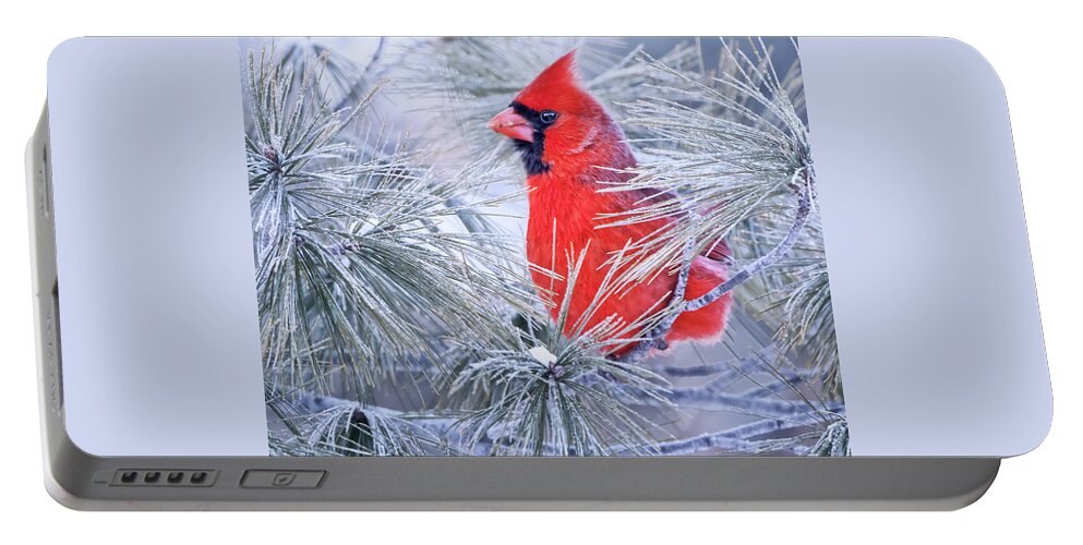 Bird Portable Battery Charger featuring the photograph Frosty Seat by Peg Runyan