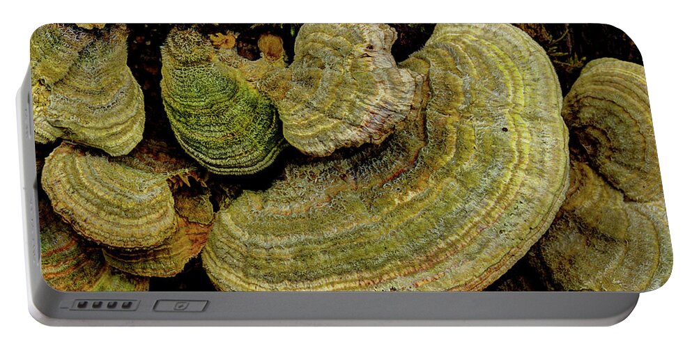 Fungus Portable Battery Charger featuring the photograph Fungus On The Log by Mike Eingle