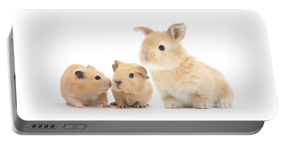 Golden Hamster Portable Battery Charger featuring the photograph Furry Threesome by Warren Photographic
