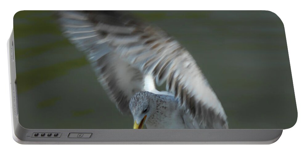 Seagull Portable Battery Charger featuring the photograph Gabriel The Gull by Donna Blackhall