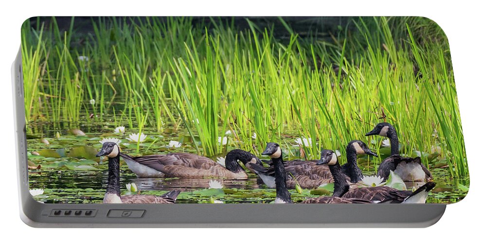 Square Portable Battery Charger featuring the photograph Gaggle Of Geese Square by Bill Wakeley