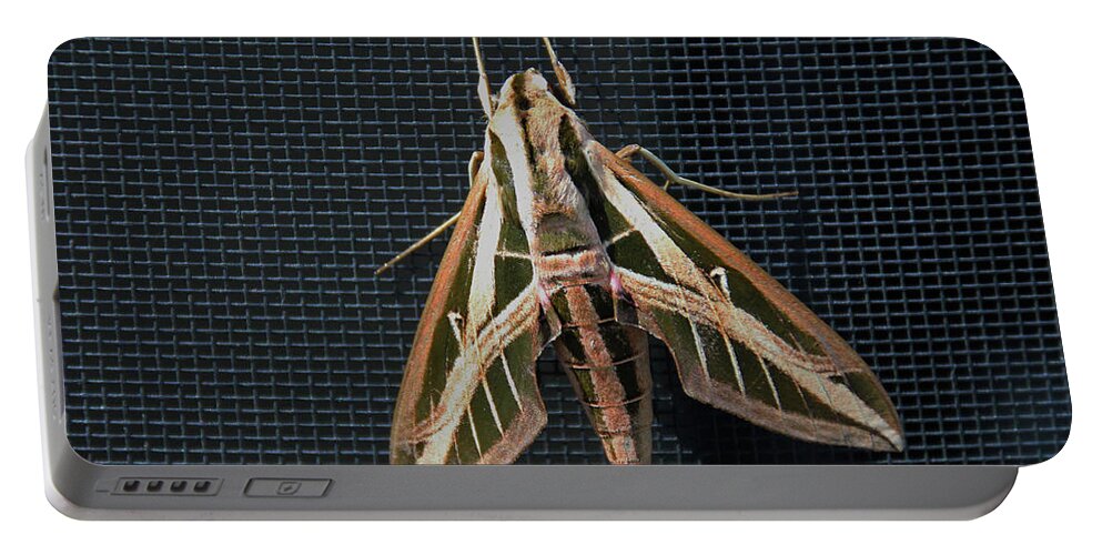 Gallium Sphinx Moth Portable Battery Charger featuring the photograph Gallium Sphinx Moth by Michiale Schneider