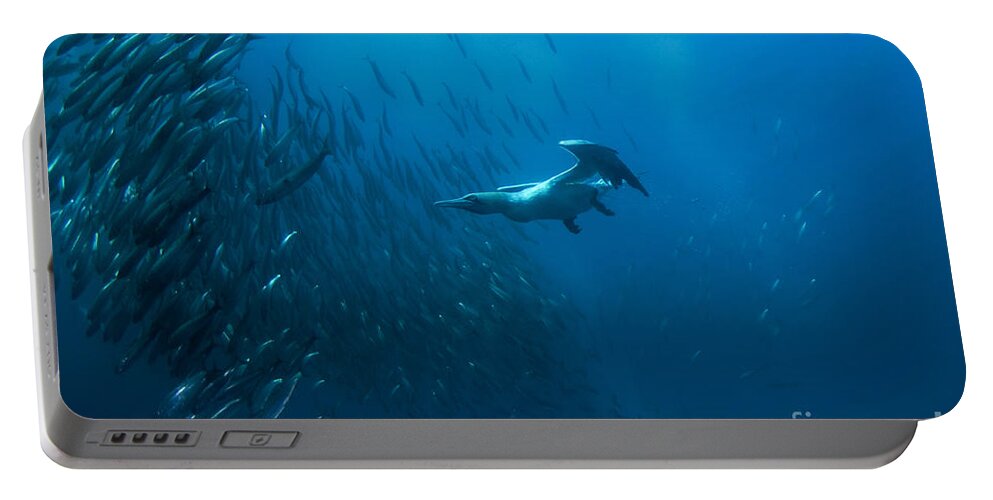 80135771 Portable Battery Charger featuring the photograph Gannet Chasing Baitball by Colin Marshall