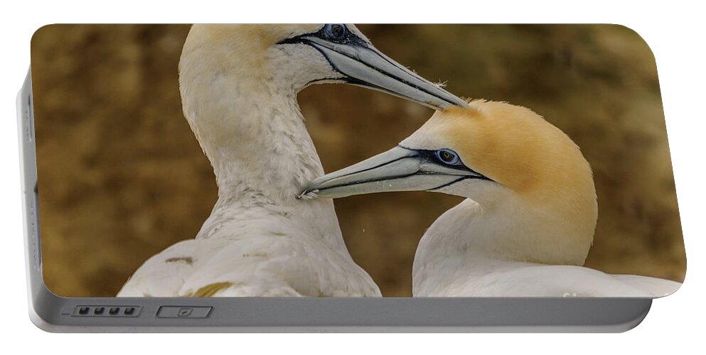 Gannet Portable Battery Charger featuring the photograph Gannets 4 by Werner Padarin