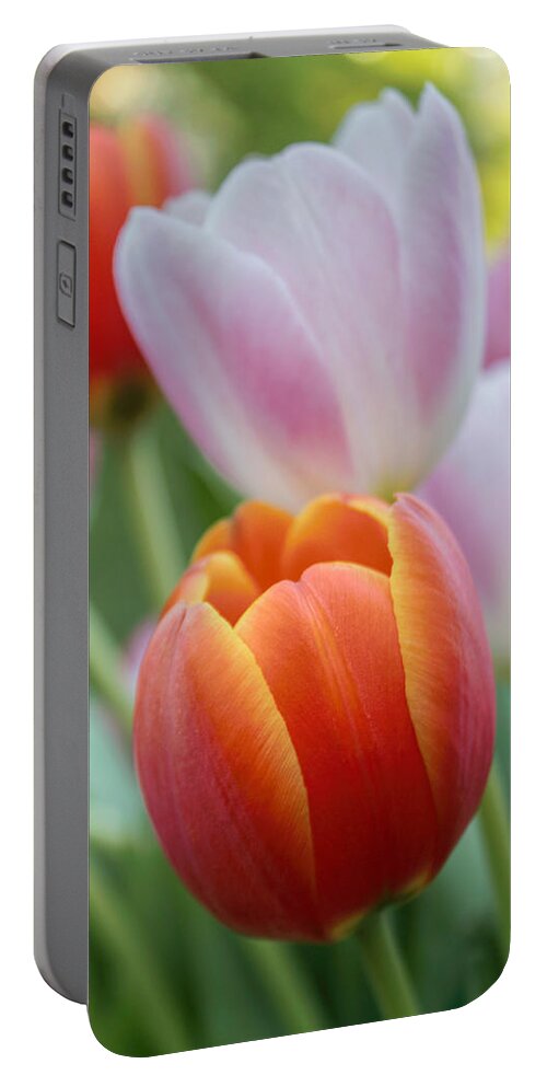 Tulip Portable Battery Charger featuring the photograph Garden Bright by Arlene Carmel