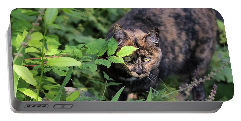 Cat Portable Battery Charger featuring the photograph Garden Cat on the Hunt by Kae Cheatham