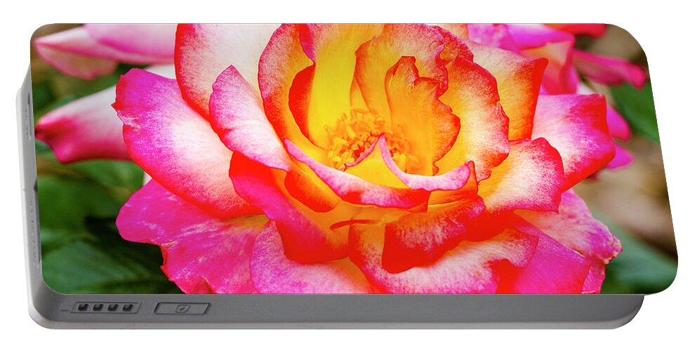 Valentine Portable Battery Charger featuring the photograph Garden Rose Beauty by Teri Virbickis
