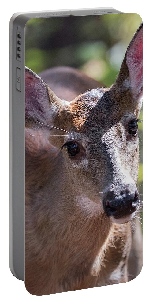 This Little Button Buck Was So Curious Of Me Portable Battery Charger featuring the photograph Gaze of Innocence by Everet Regal