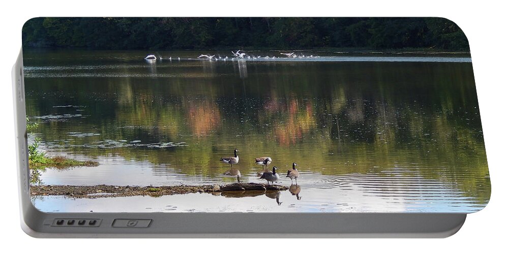 Photography Portable Battery Charger featuring the photograph Geese At Rest And Flying by Phil Perkins