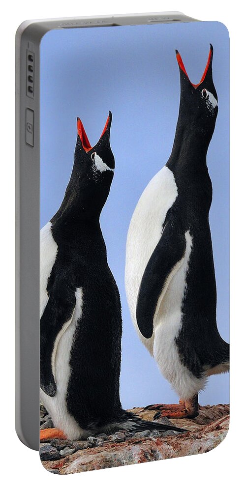 Gentoo Penguin Portable Battery Charger featuring the photograph Gentoo Love Song by Tony Beck
