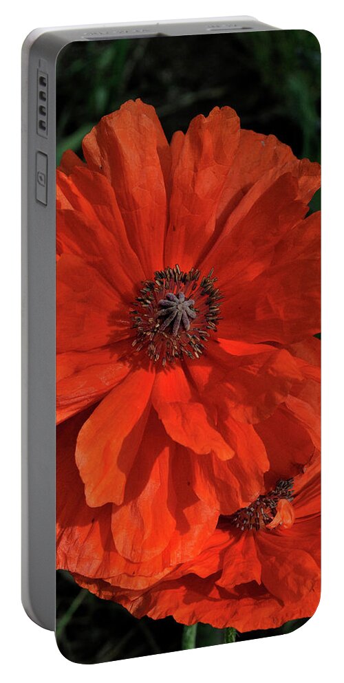 Flowers.poppy Portable Battery Charger featuring the photograph Giant Mountain Poppy by Ron Cline