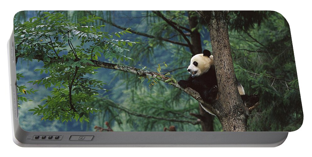 Mp Portable Battery Charger featuring the photograph Giant Panda Ailuropoda Melanoleuca by Cyril Ruoso