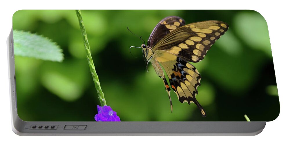 Butterfly Portable Battery Charger featuring the photograph Giant Swallowtail Butterfly Landing on a Purple Flower by Artful Imagery