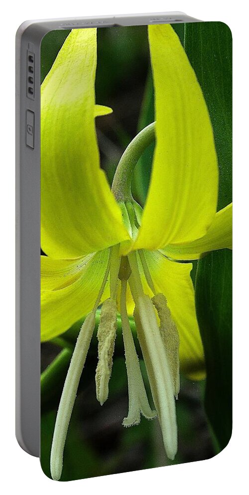 Glacier Lily Portable Battery Charger featuring the photograph Glacier Lily by Tracey Vivar
