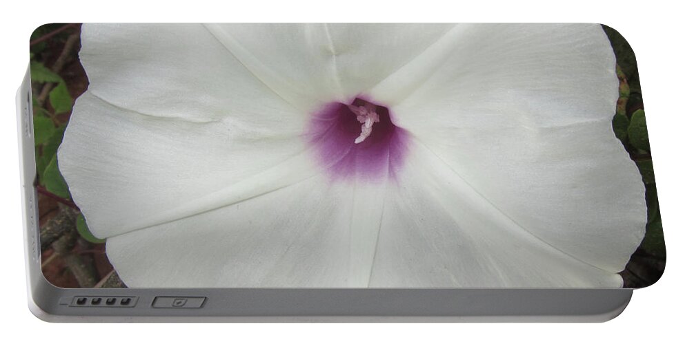 Flower Portable Battery Charger featuring the photograph Glad Morning Vines by Donna Brown