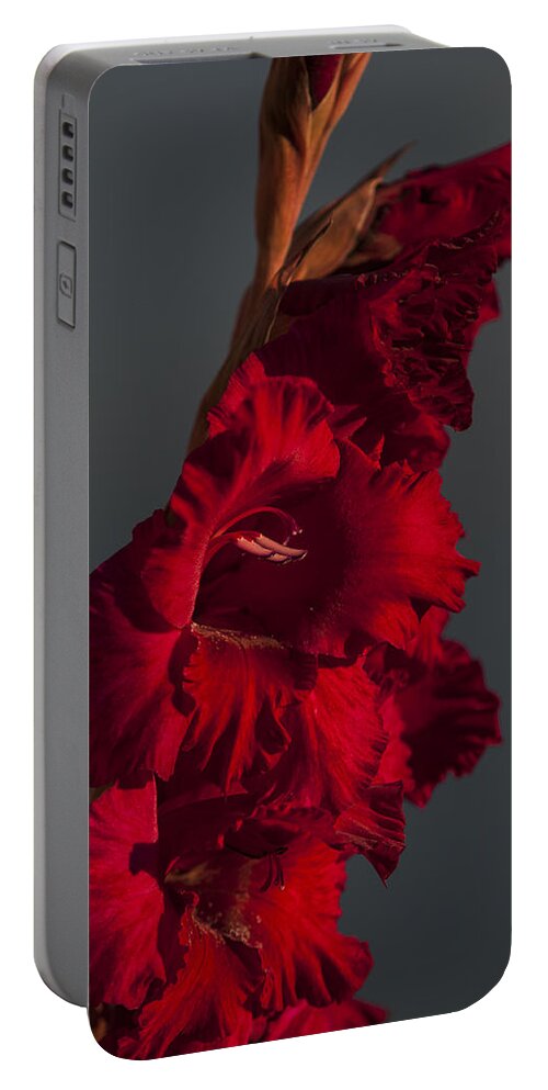 Flower Portable Battery Charger featuring the photograph Gladiolus Against a Dark Cloud by Robert Potts