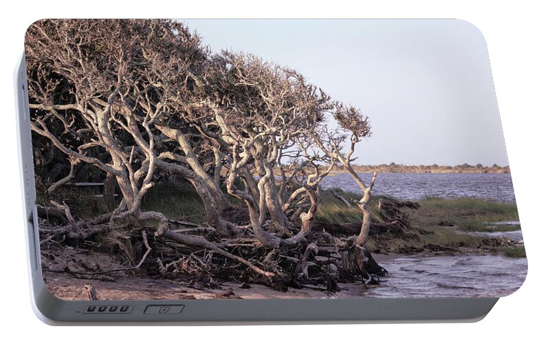 Photography By Suzanne Stout Portable Battery Charger featuring the photograph Gnarled Oak Trees by Suzanne Stout