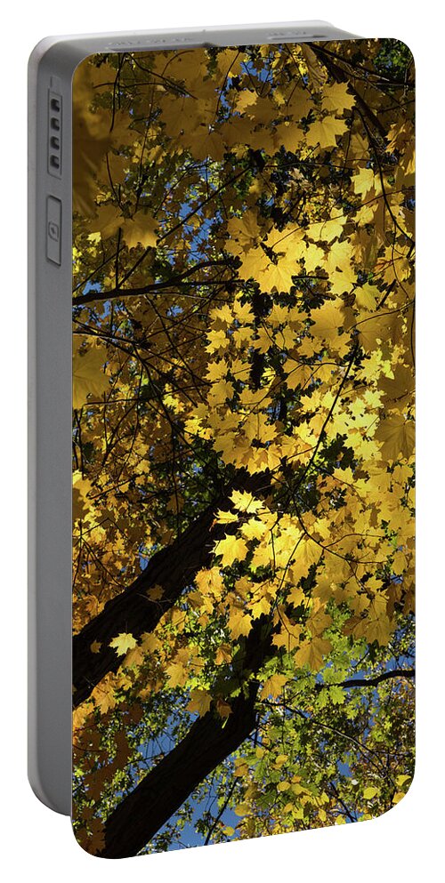 Golden Canopy Portable Battery Charger featuring the photograph Golden Canopy - Look Up to the Trees and Enjoy Autumn - Vertical Left by Georgia Mizuleva