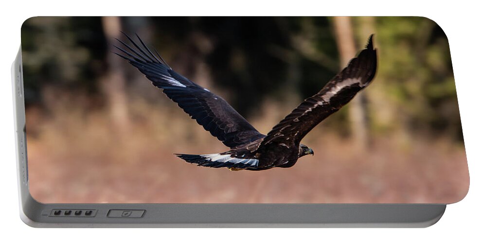 Golden Eagle Portable Battery Charger featuring the photograph Golden Eagle flying by Torbjorn Swenelius