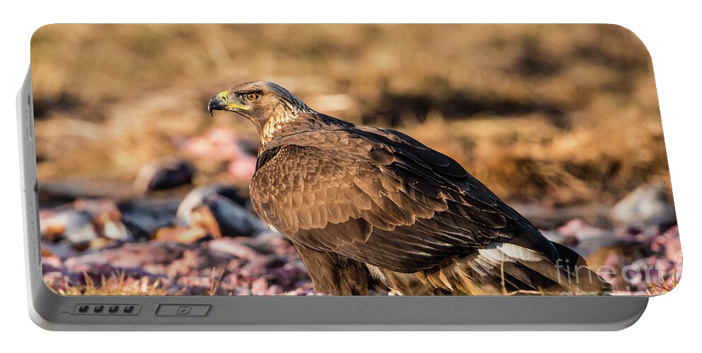 Golden Eagle Portable Battery Charger featuring the photograph Golden Eagle's Back by Torbjorn Swenelius