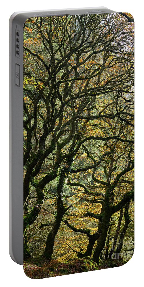 Oak Trees Portable Battery Charger featuring the photograph Golden Oaks by Andy Myatt
