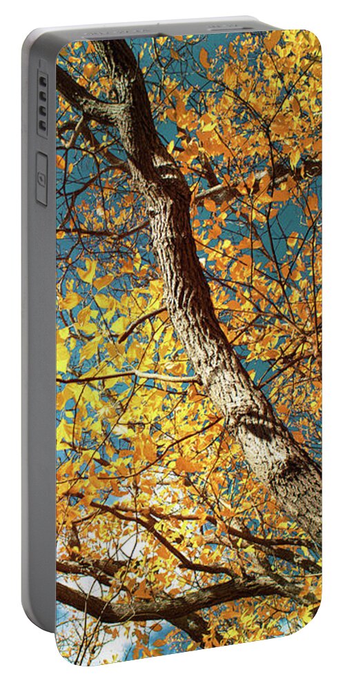 Sassafras Portable Battery Charger featuring the photograph Golden Sassafras by Shawna Rowe