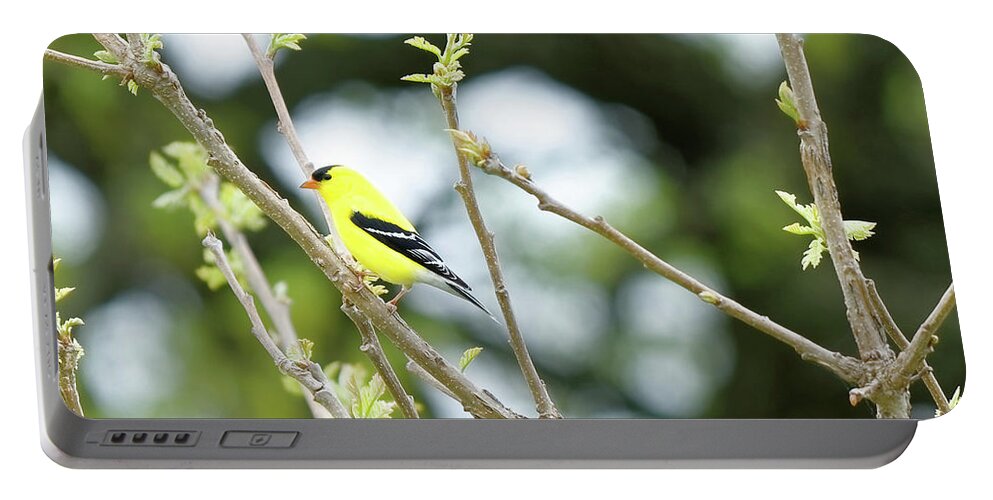 Goldfinch Portable Battery Charger featuring the photograph Goldfinch by Peter Ponzio
