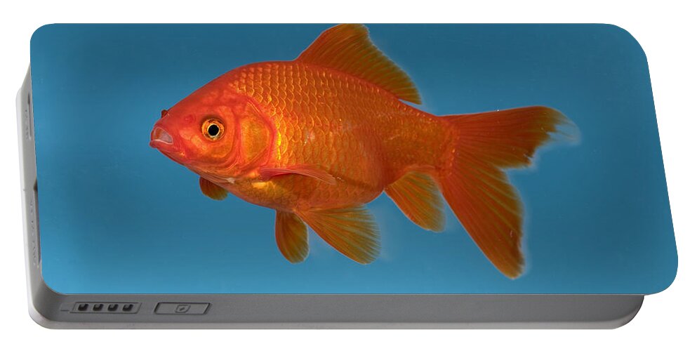 Mp Portable Battery Charger featuring the photograph Goldfish Carassius Auratus In Aquarium by Konrad Wothe