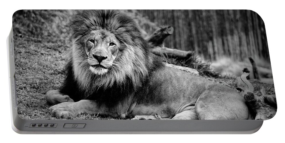 Lion Portable Battery Charger featuring the photograph Gorgeous Male Lion San Diego CA by Lawrence Knutsson
