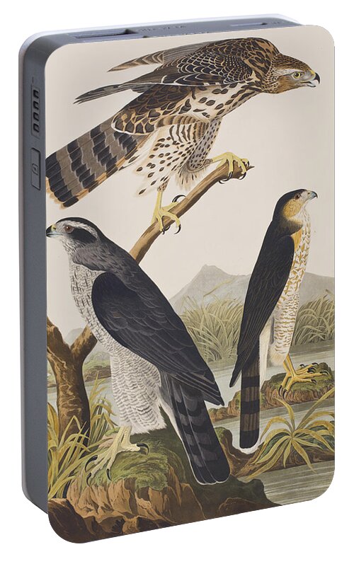 Goshawk Portable Battery Charger featuring the painting Goshawk and Stanley Hawk by John James Audubon