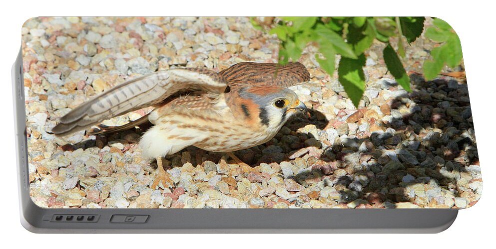 Kestrel Portable Battery Charger featuring the photograph Gotcha by Shoal Hollingsworth
