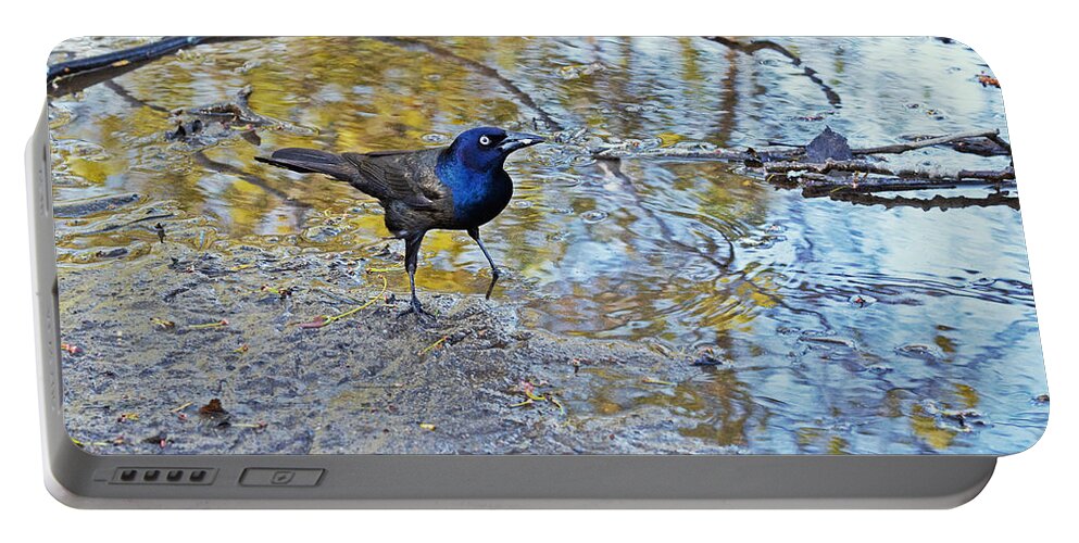 Common Grackle Portable Battery Charger featuring the photograph Grackle attitude by Asbed Iskedjian