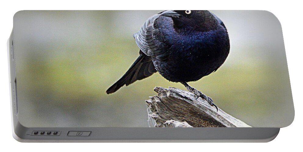 Birds Portable Battery Charger featuring the photograph Grackle Resting by AJ Schibig