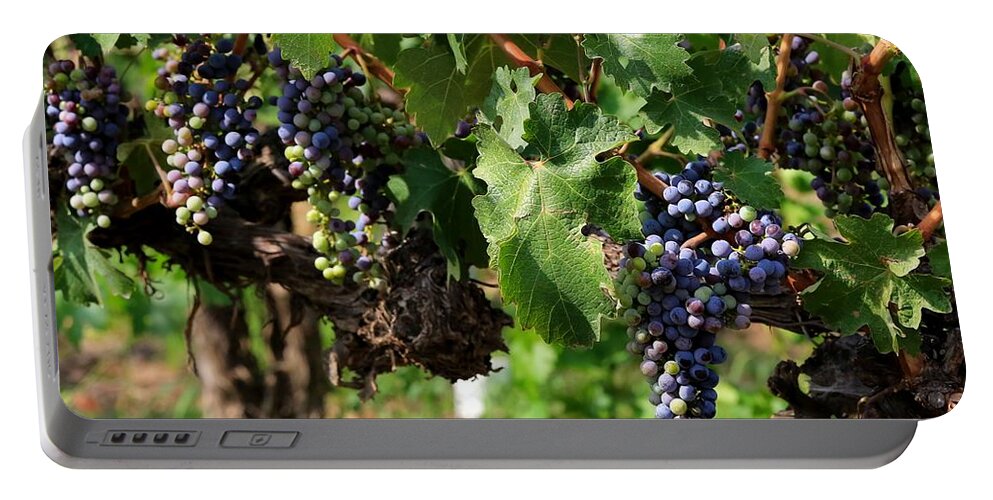 Grapes Portable Battery Charger featuring the photograph Grape Clusters in Vineyard by Carol Groenen