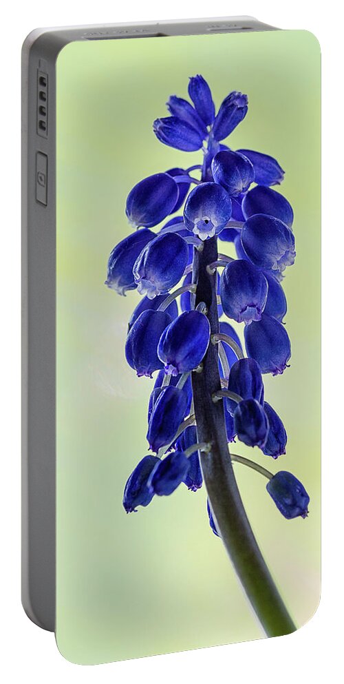 Flower Portable Battery Charger featuring the photograph Grape Hyacinth by Shirley Mitchell