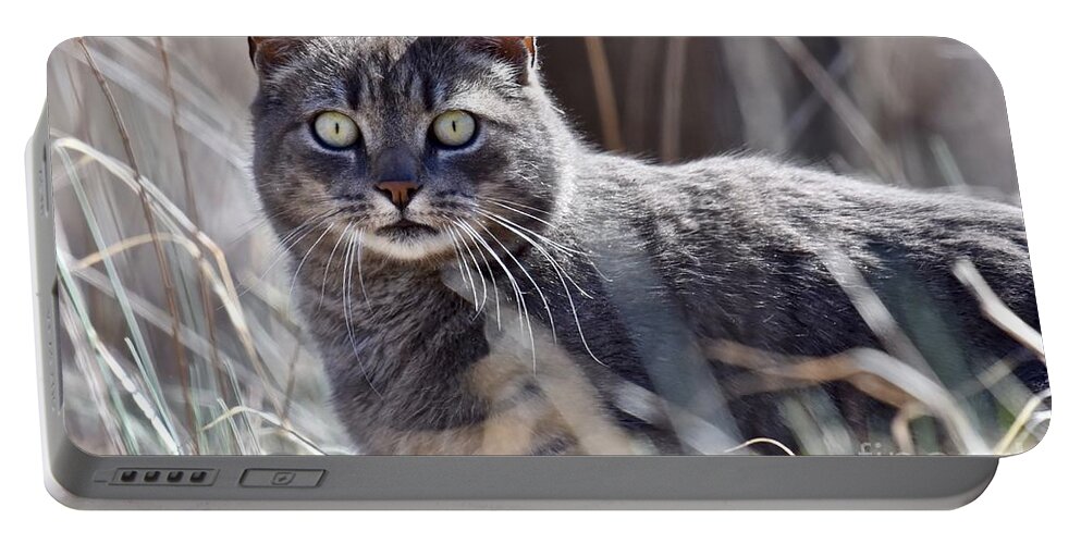 Animal Portable Battery Charger featuring the photograph Gray cat in woods by JL Images