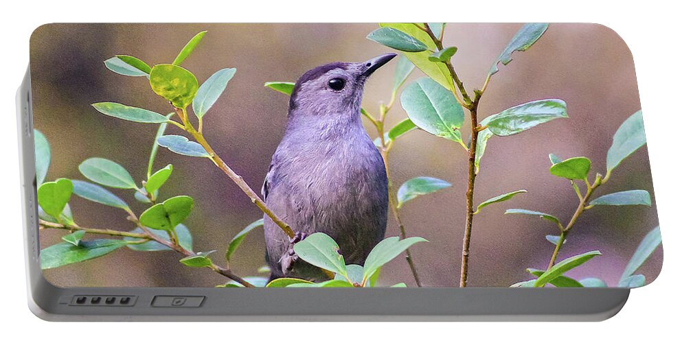 Nature Portable Battery Charger featuring the photograph Gray Catbird Posing by DB Hayes