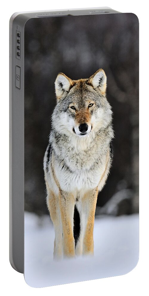Mp Portable Battery Charger featuring the photograph Gray Wolf in the Snow by Jasper Doest