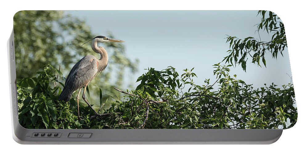 Great Blue Heron Portable Battery Charger featuring the photograph Great Blue Heron 2015-18 by Thomas Young