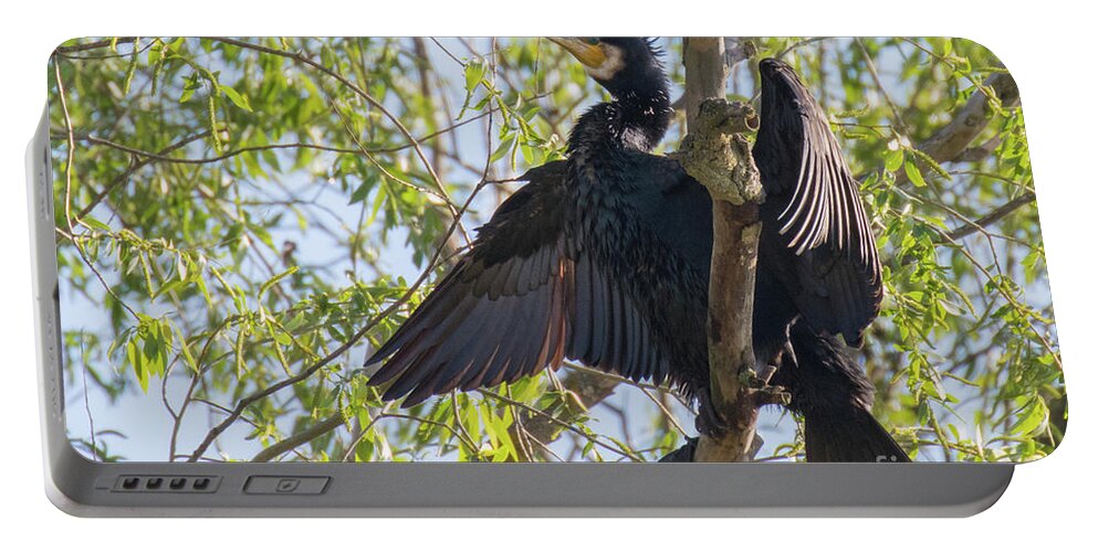 Animal Portable Battery Charger featuring the photograph Great cormorant - high in the tree by Jivko Nakev