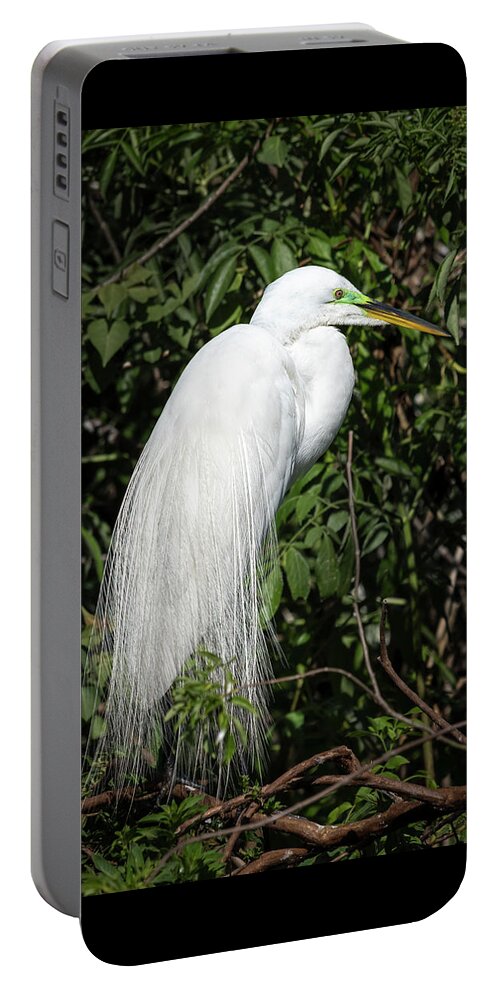 Great Egret Portable Battery Charger featuring the photograph Great Egret Portrait One by Steven Sparks