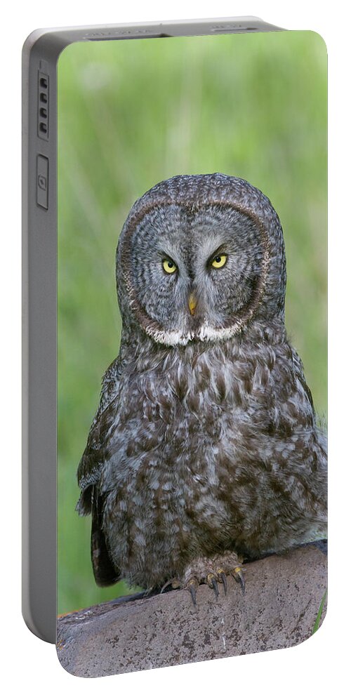 Wild Portable Battery Charger featuring the photograph Great Gray Intensity by Mark Miller