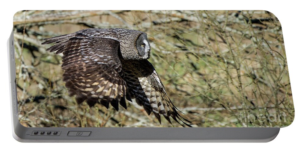 Great Grey Flying Portable Battery Charger featuring the photograph Great Grey Flying by Torbjorn Swenelius