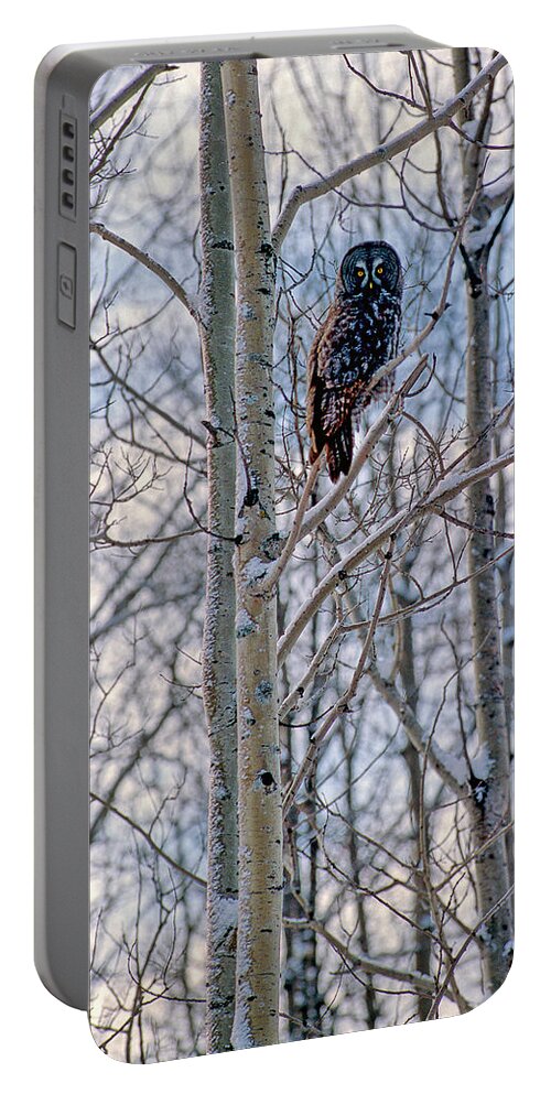 Canada Portable Battery Charger featuring the photograph Great Grey Owl by Doug Gibbons