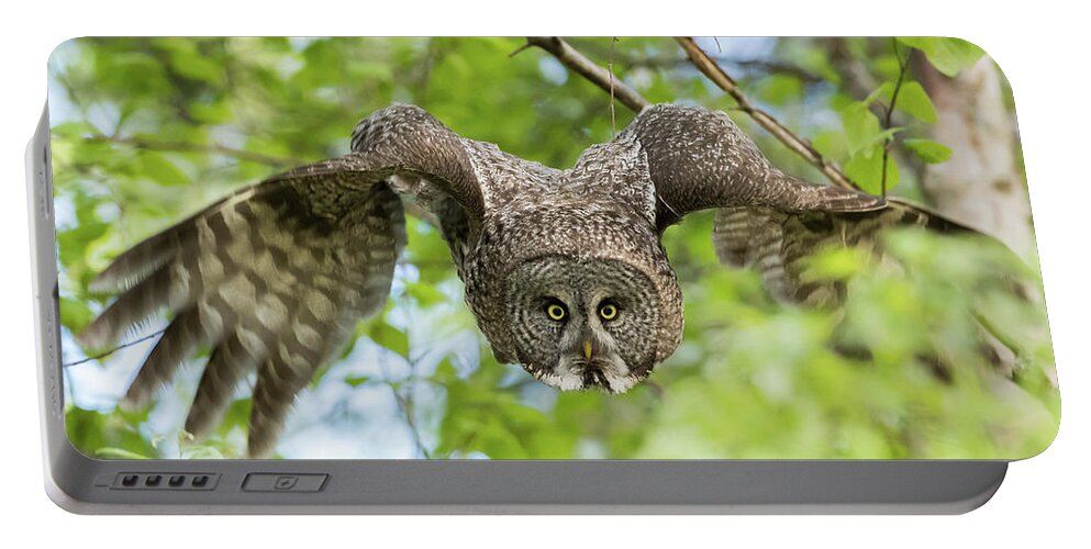Sam Amato Photography Portable Battery Charger featuring the photograph Great Grey Owl Flying by Sam Amato
